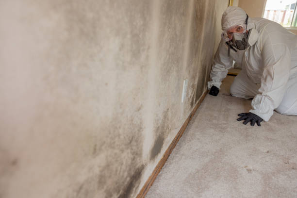 Best Air Quality Testing for Mold Spores  in West Hill, OH